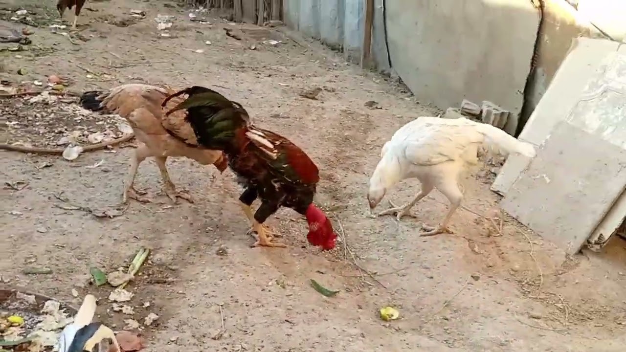 يوميات دجاج عرب وبش 🦢🦆👌