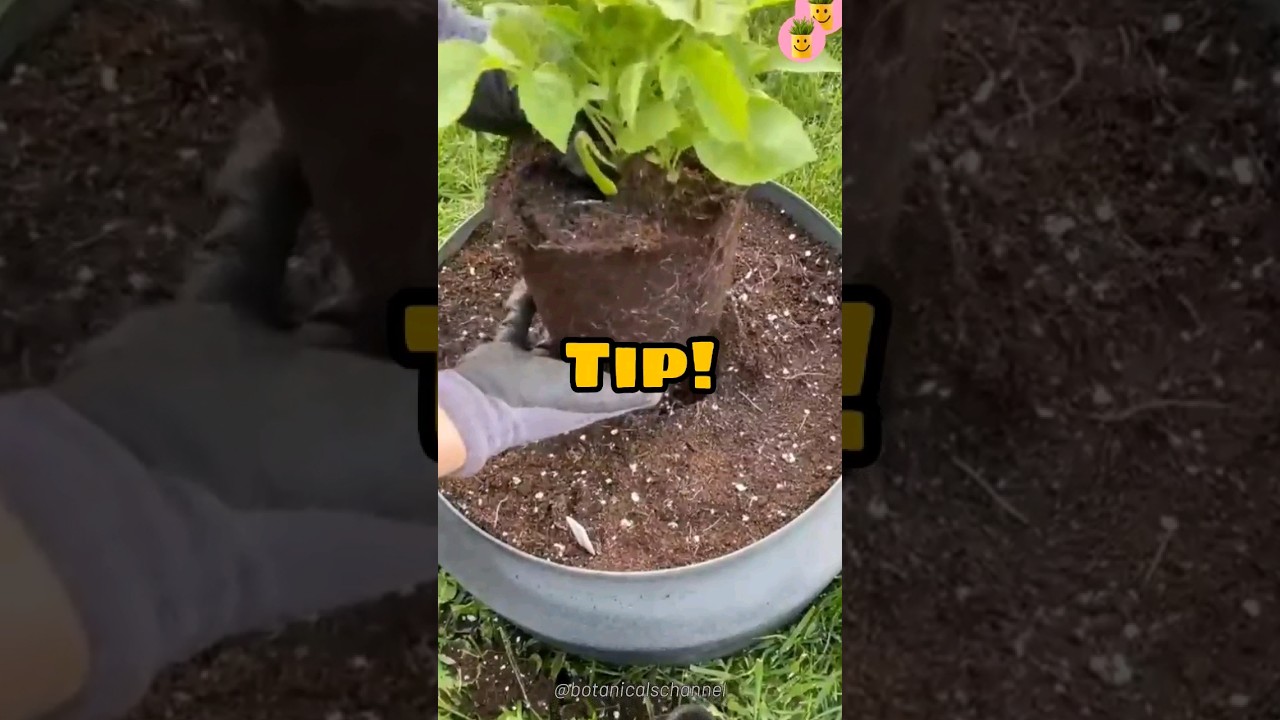 ✨️ C&oacute;mo pasar tu NUEVA PLANTA a una maceta m&aacute;s GRANDE #transplantar #tips #plantas #consejos