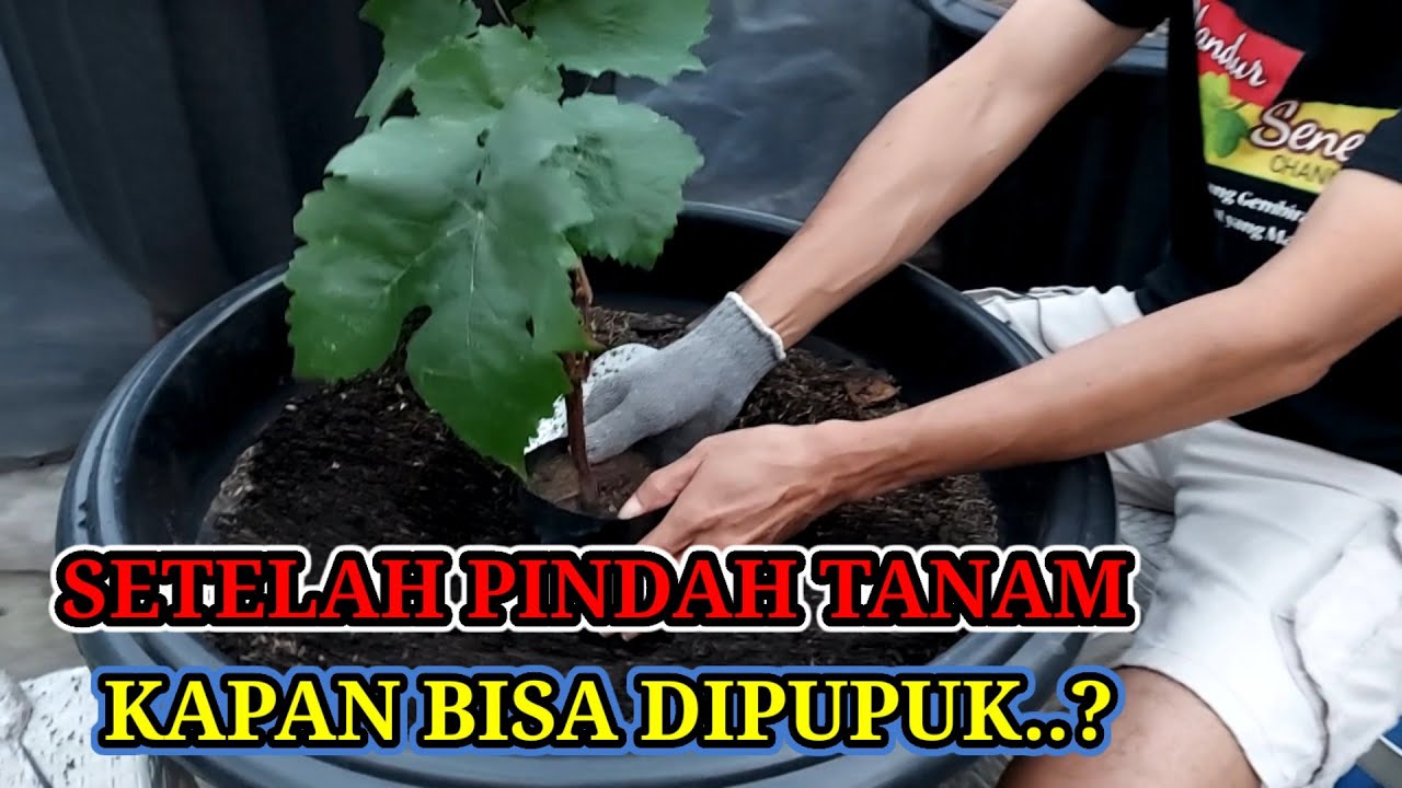 PEMUPUKAN PERDANA PADA TANAMAN ANGGUR |Cara Tanam Anggur dalam Pot