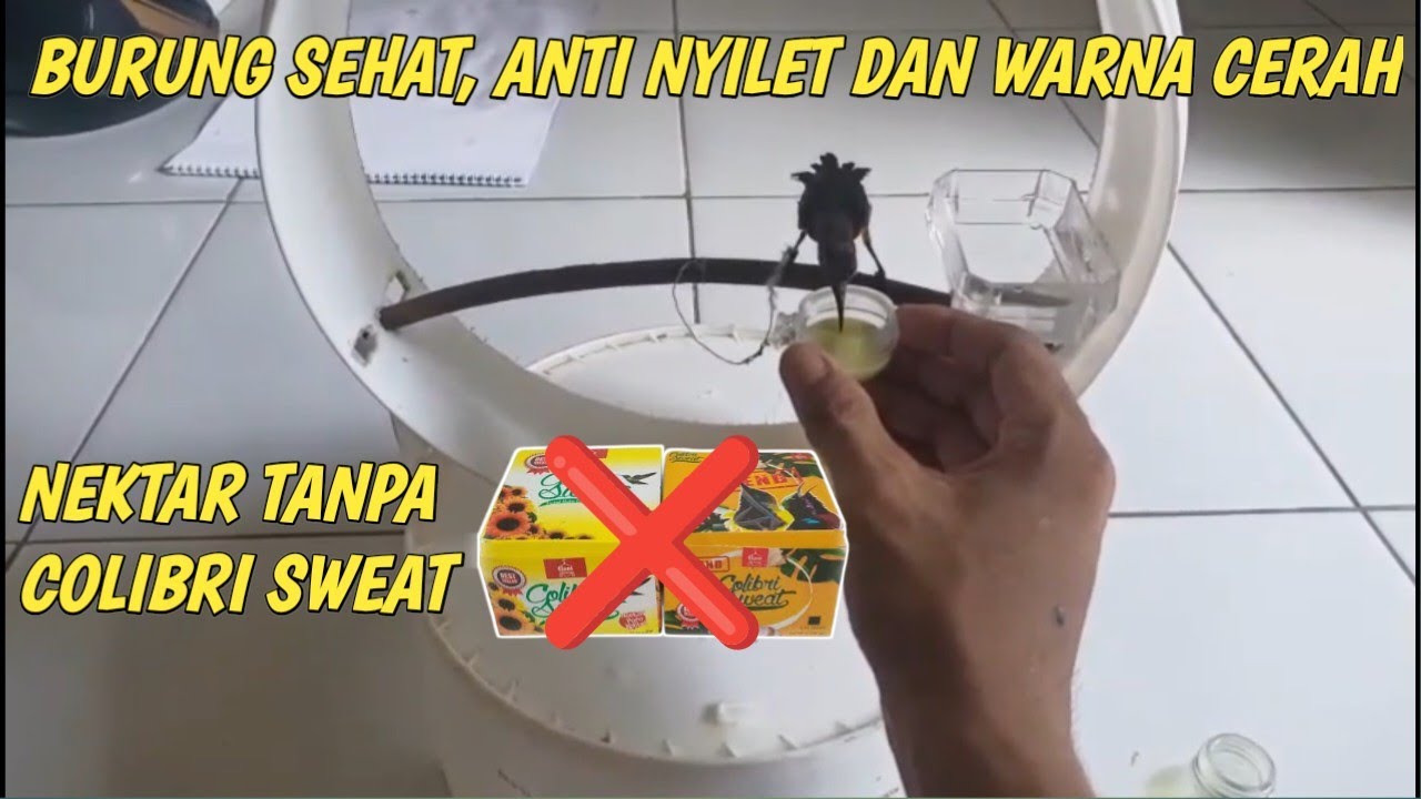 MEMBUAT NEKTAR SOGON TANPA COLIBRI SWEAT? SIMAK VIDEONYA 
