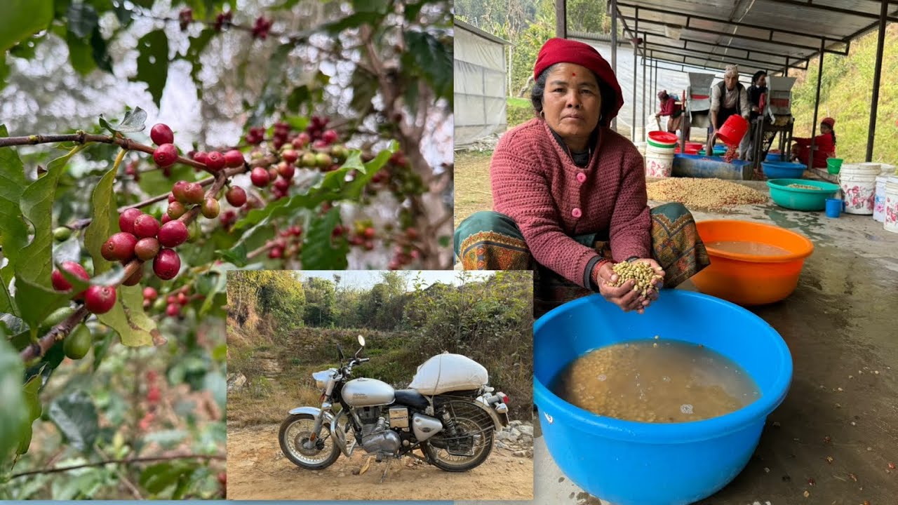 Coffee Farm Visit - Lamjung |Origin trip | processing method- washed |