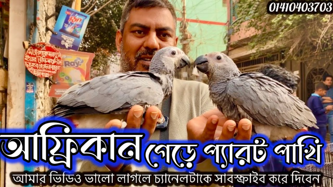 আফ্রিকান গেড়ে প্যারট পাখি পৃথিবীর মধ্যে সবচাইতে বুদ্ধিমান পাখি