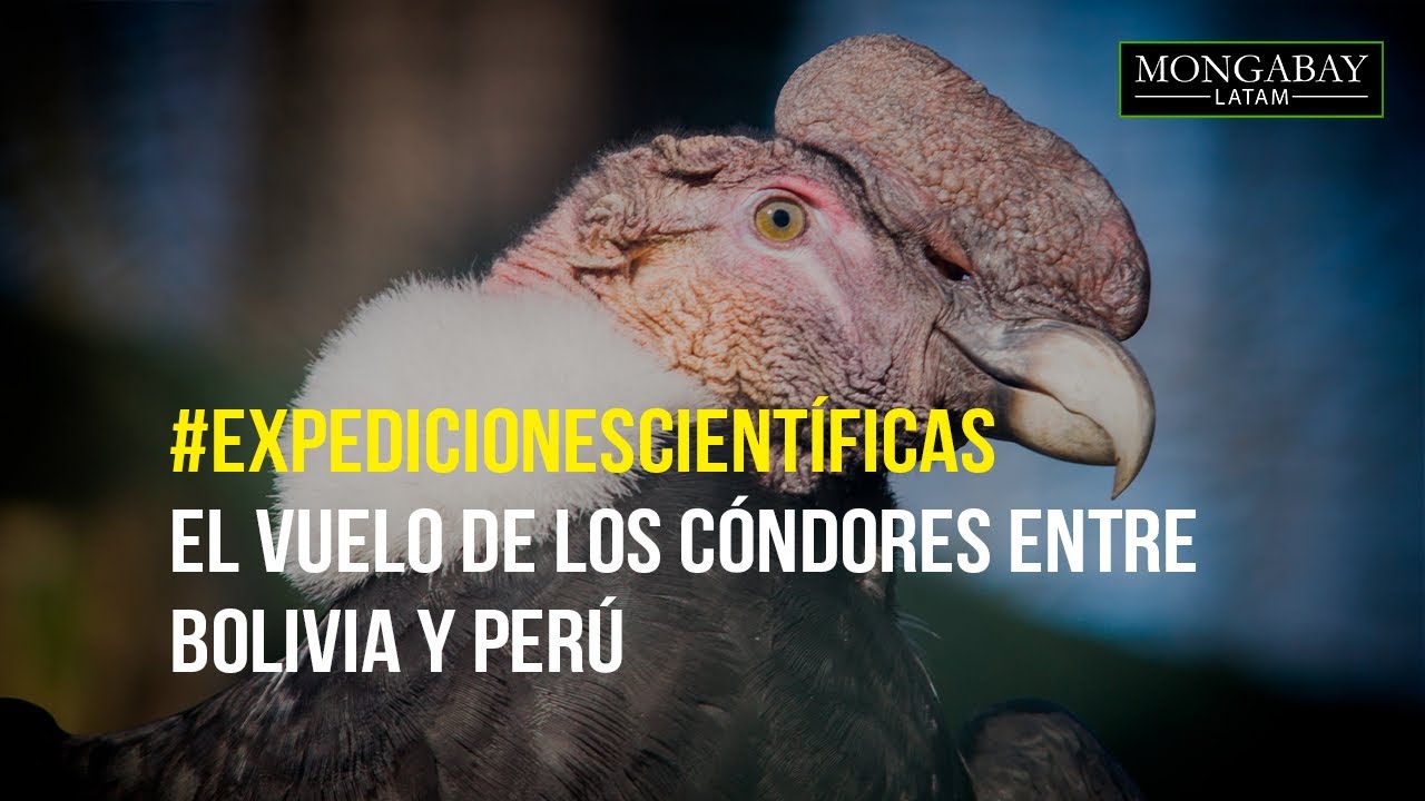 #ExpediciónCientífica: El vuelo de los cóndores entre Bolivia y Perú