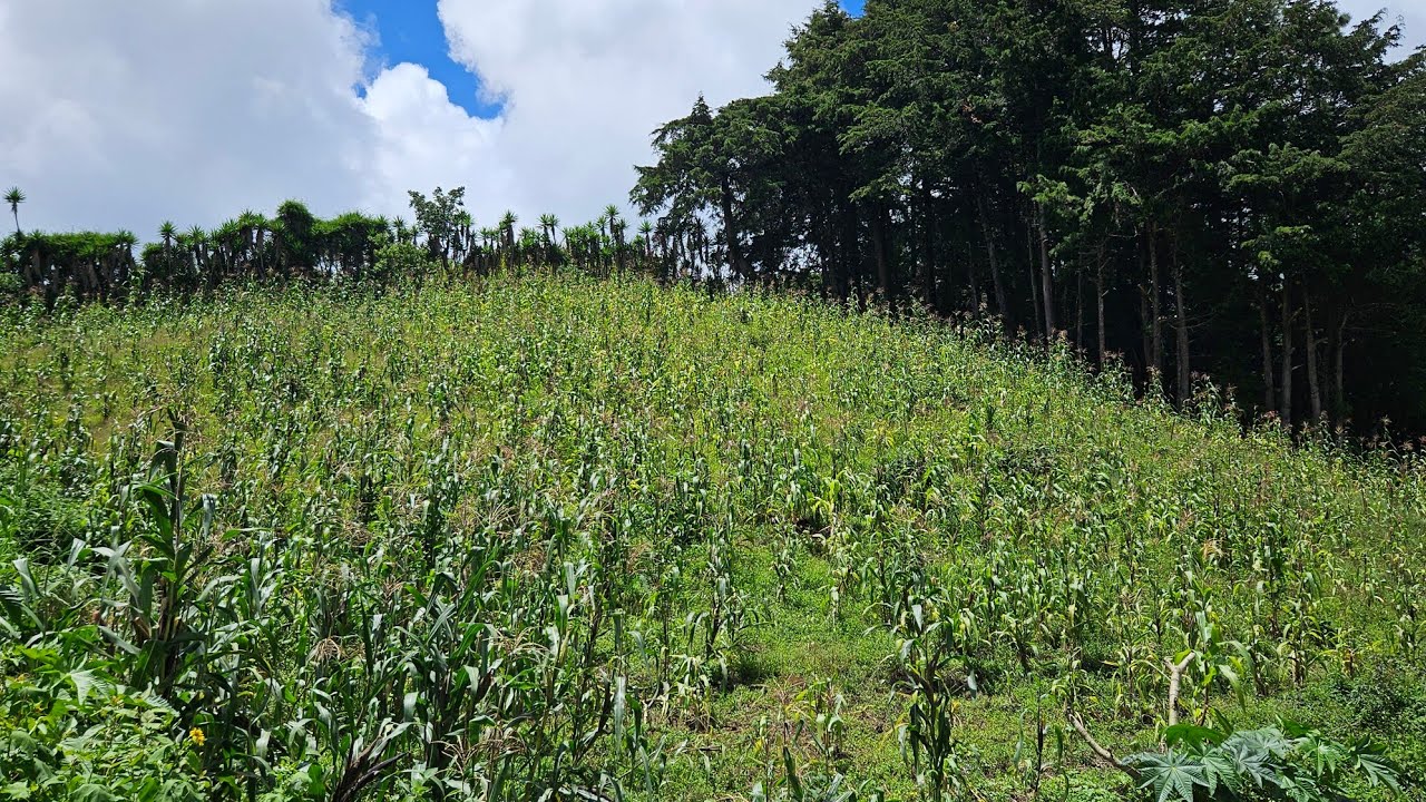 SE VENDE TERRENO GRANDE EN LAS PILAS ZONA ALTA DE CHALATENANGO