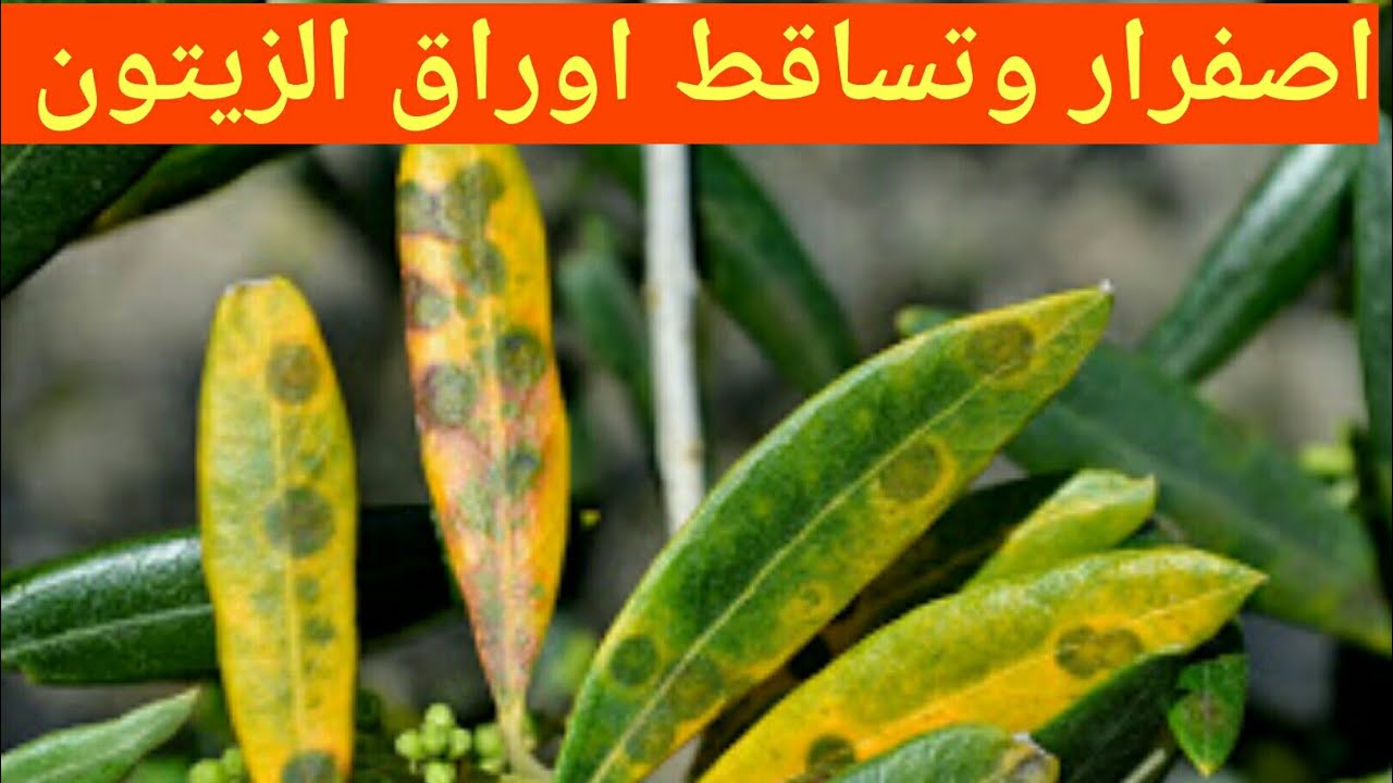 مرض اصفرار و تبقع اوراق الزيتون : مرض عين الطاووس