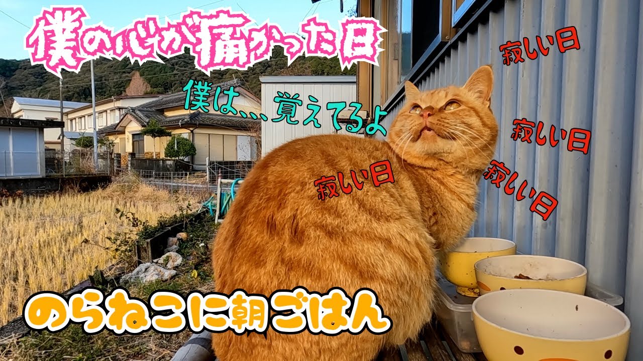 僕の心が痛かった日　‼️猫に朝ご飯をあげよう‼️😊　のんびり日記😊