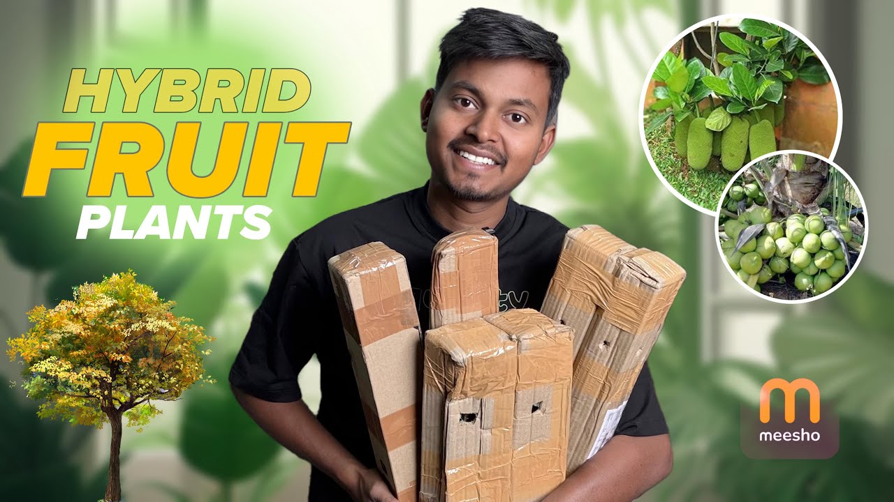 Best HYBRID FRUIT PLANTS ar.₹100 from Meesho