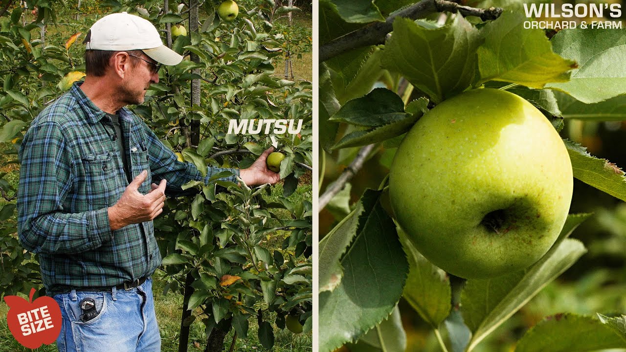 Mutsu Apples | Bite Size