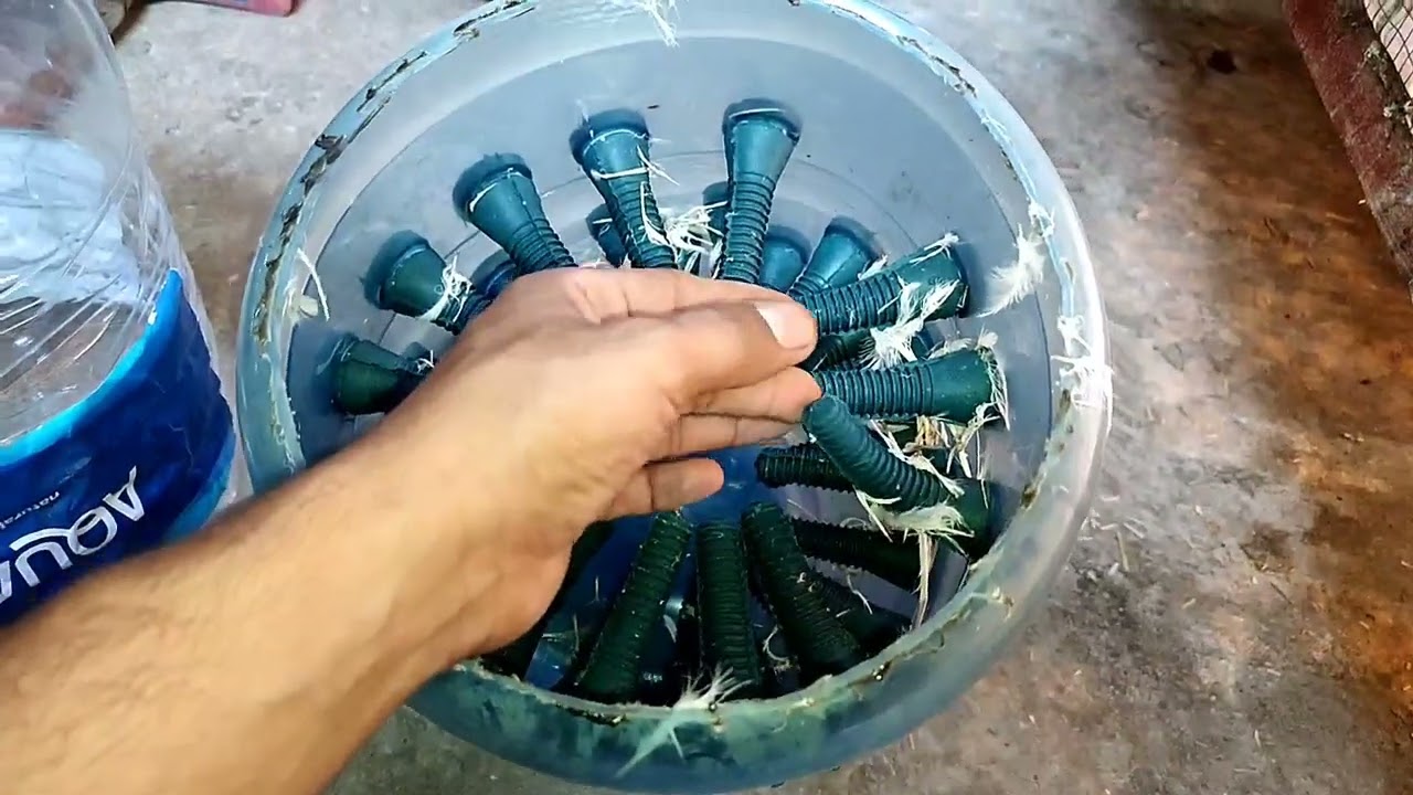 عمل مكنه تنظيف فراخ يدويه جميله