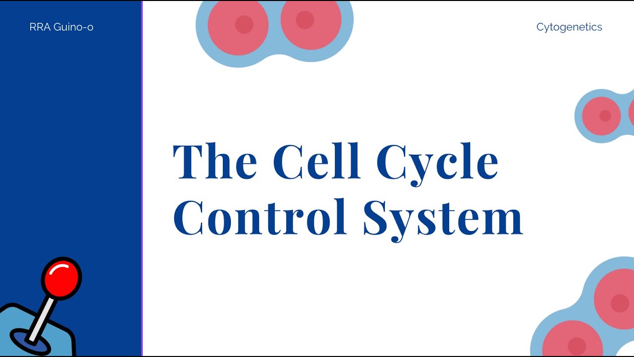Controlling the Cell Cycle