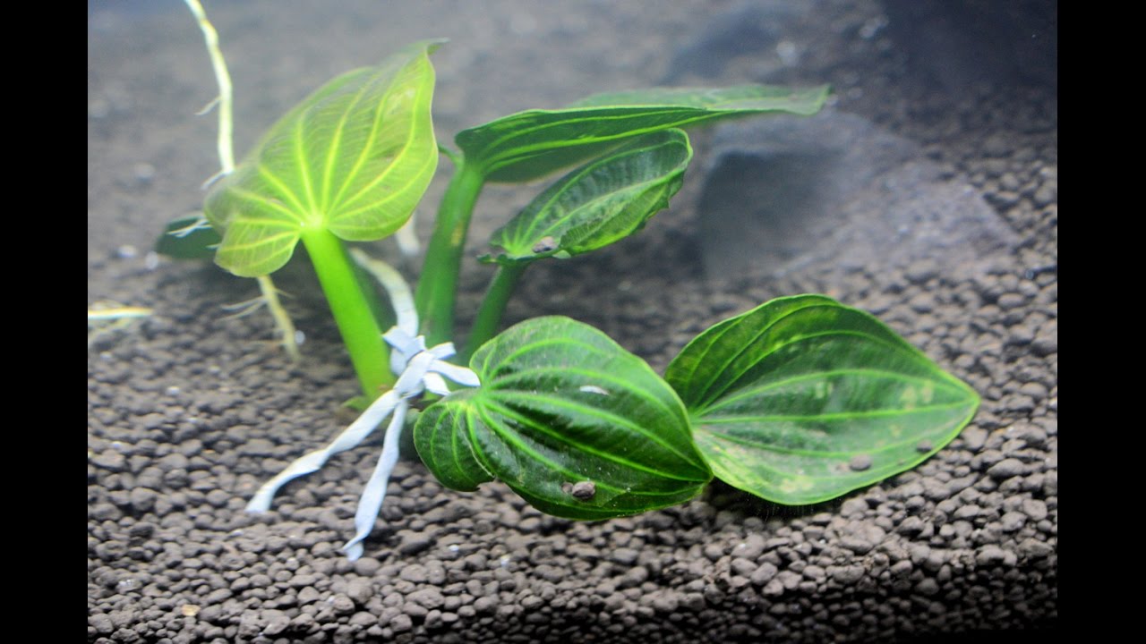 ADA 60P | San Sui Stone Tank | Plants + Water 4K