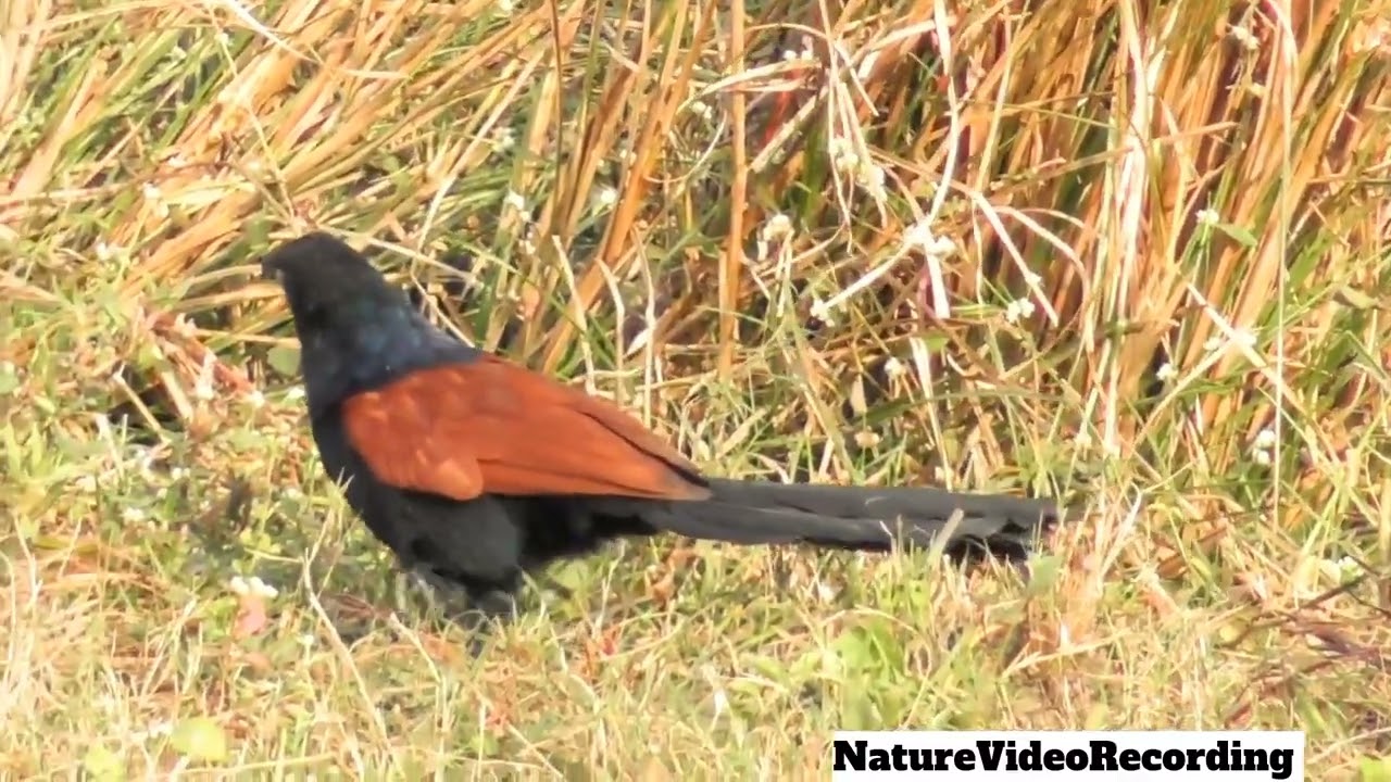 Greater Coucal Bird