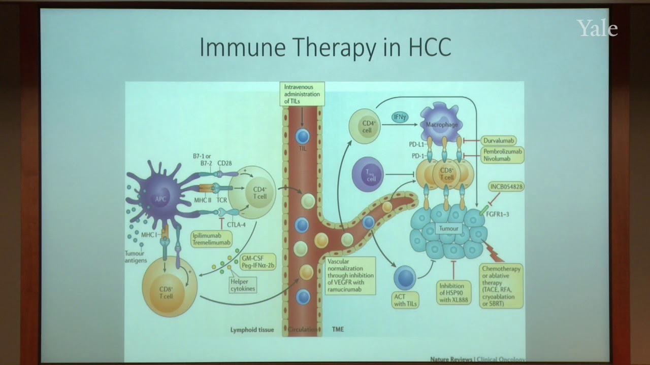Targeted Medical Treatment for HCC - Present Options and What's New in the Pipeline