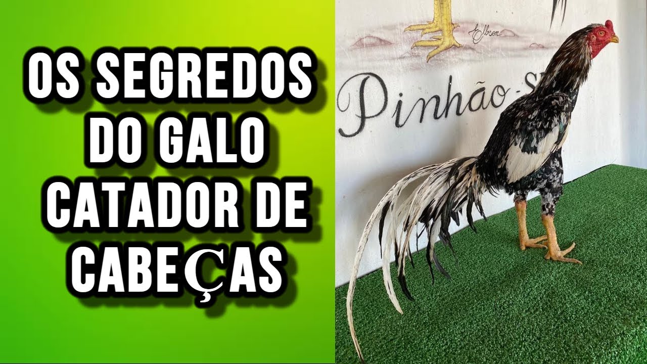 OS PONTOS FORTES E FRACOS DO GALO CATADOR DE CABEÇAS