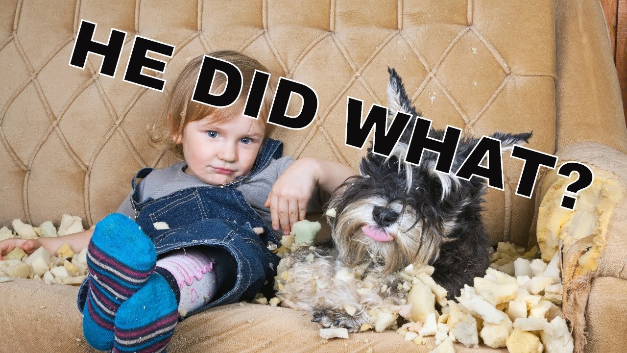 Why an unsupervised puppy is a bad idea