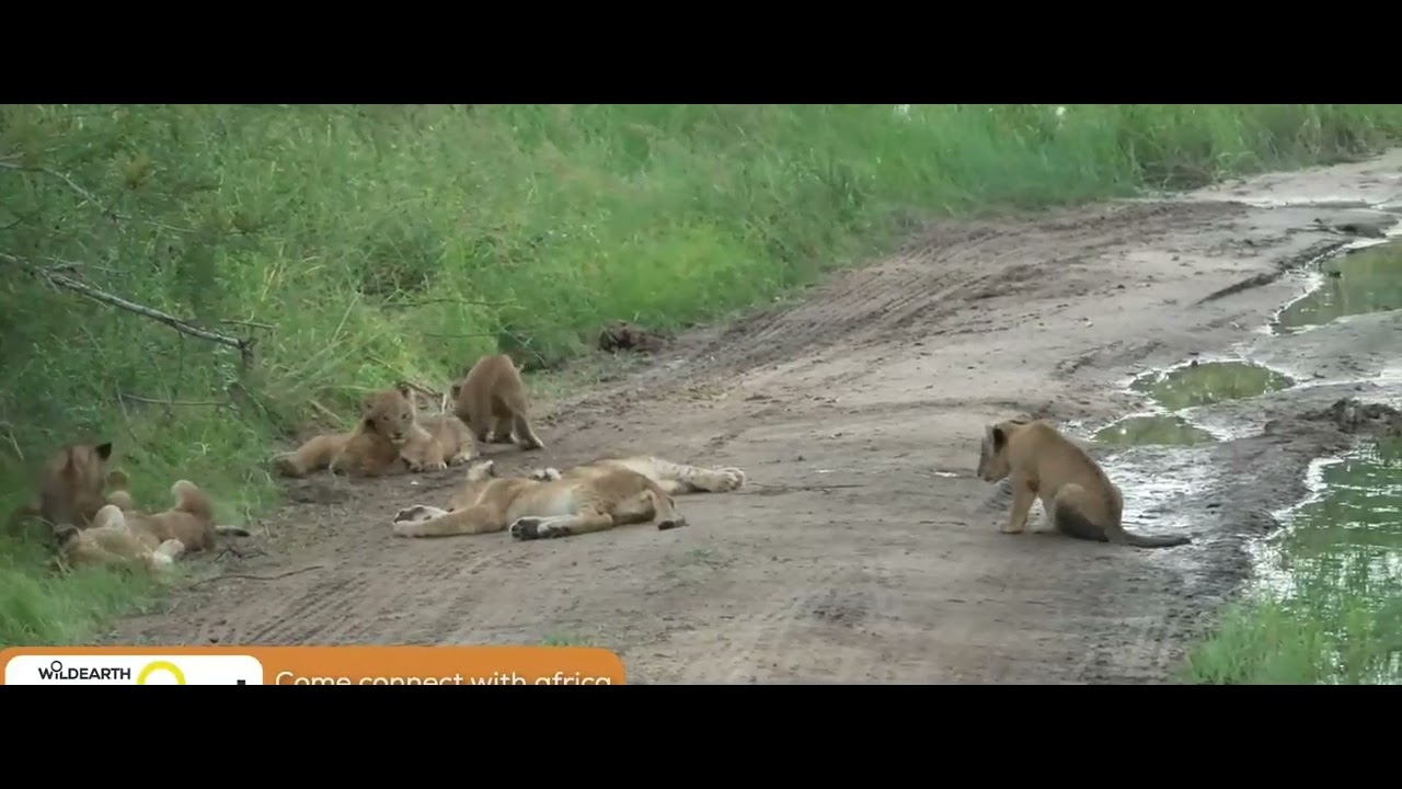 Nkuhuma cubs waking up