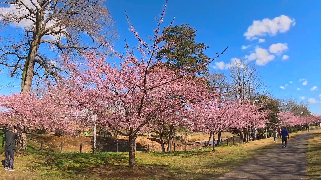 埼玉県　権現堂公園（2026　0304）河津桜