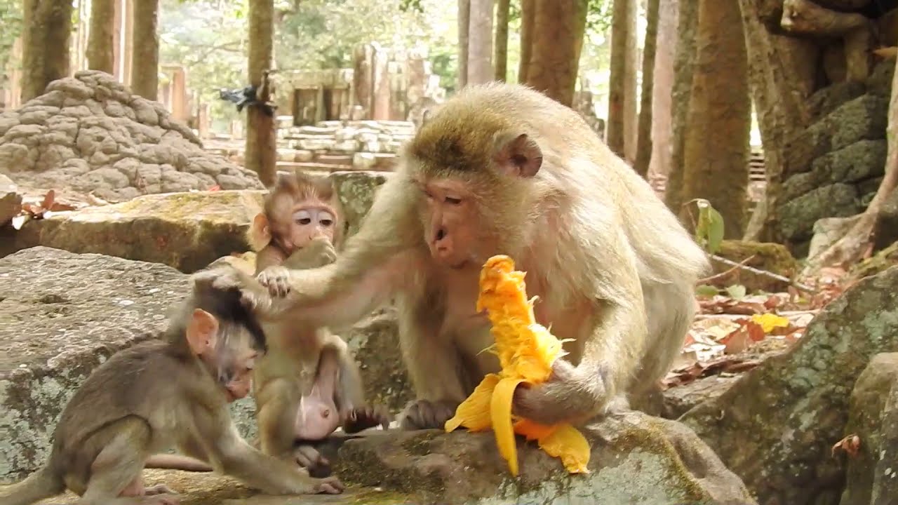 Baron baby Monkey look Cute and Lovely Monkey , Cute Baby monkey in Cambodia