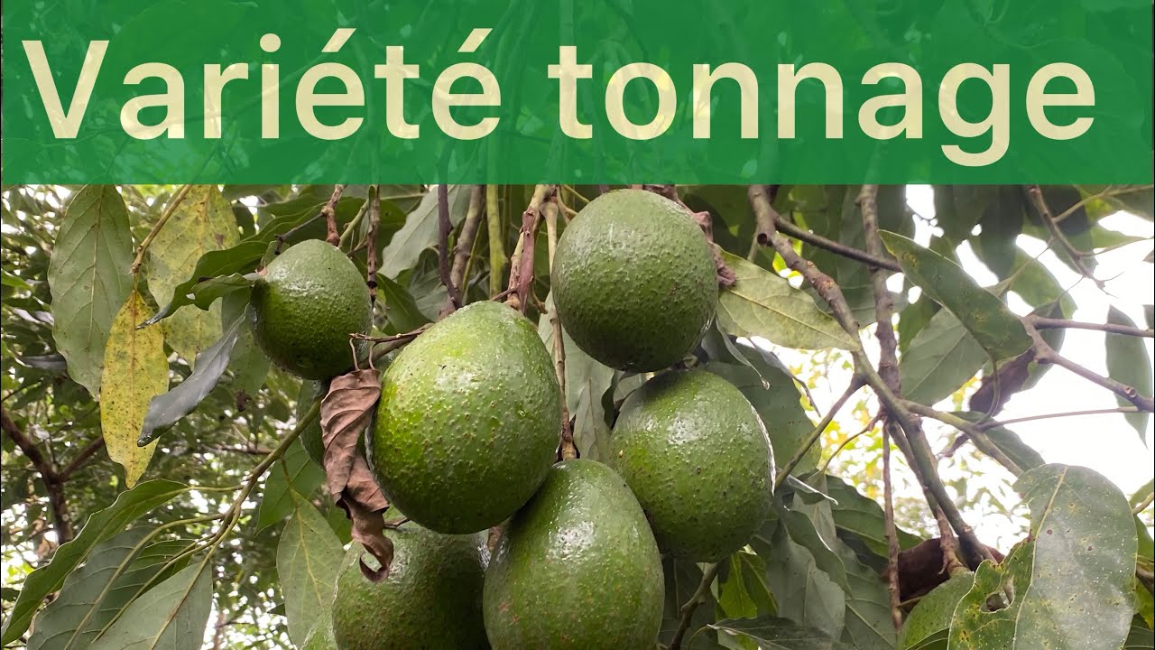 Culture d’avocat au Cameroun : caractéristiques de l'avocat tonnage