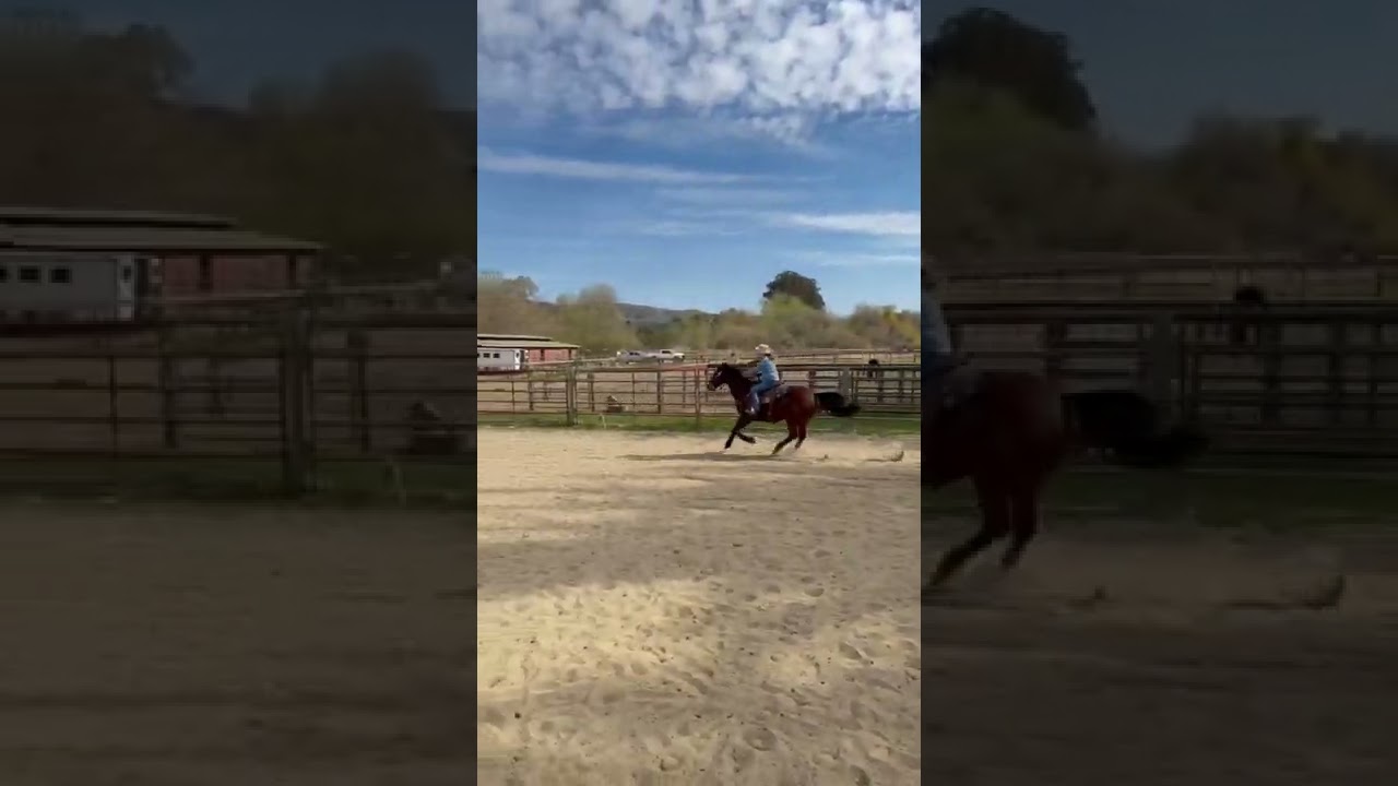 National Champions in Training for Ranch Horse Versatility at Carmel River Ranch