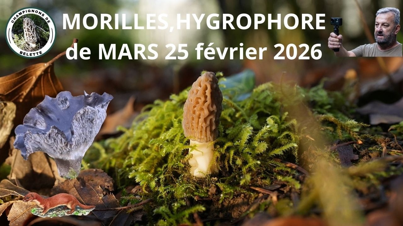 𝗠𝗢𝗥𝗜𝗟𝗟𝗘𝗦 ,𝗛𝗬𝗚𝗥𝗢𝗣𝗛𝗢𝗥𝗘 𝗗𝗘 𝗠𝗔𝗥𝗦 𝗰𝗲 𝟮𝟱 𝗳é𝘃𝗿𝗶𝗲𝗿 𝟮𝟬𝟮𝟲 🌲🍄🌲#champignons #foret #fungi #mushroom