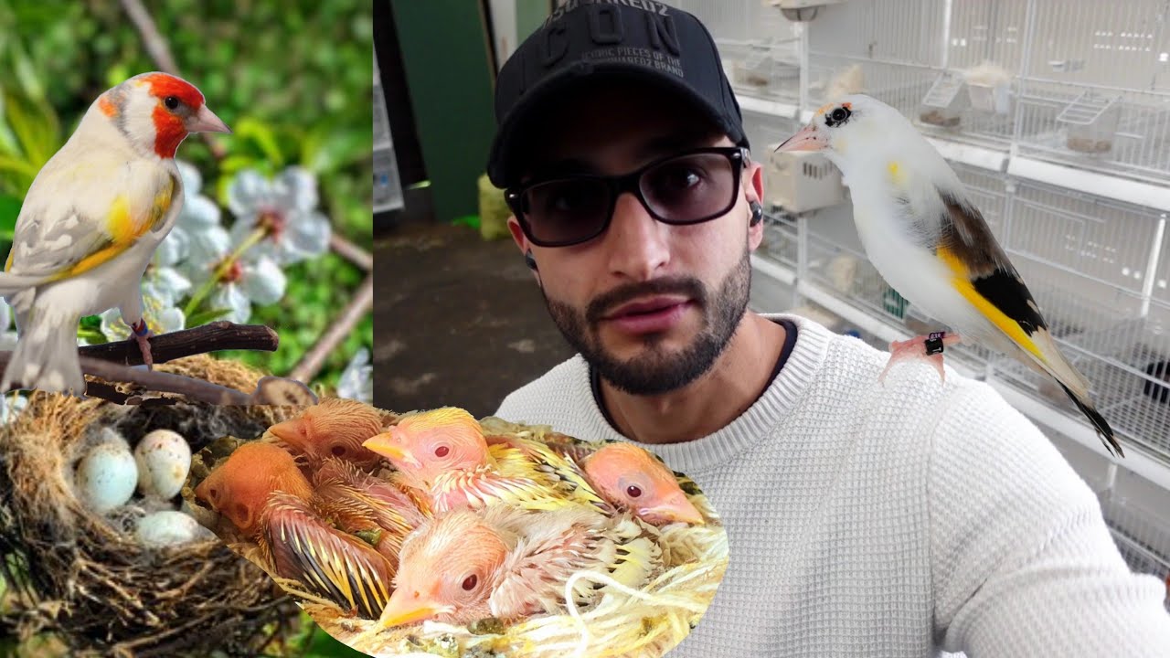 Зачем заменять яйца щеголовых!? 🥚 + объяснение 🐣