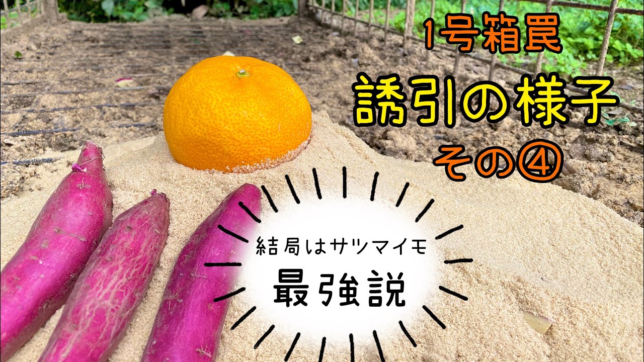 令和4年　有害鳥獣捕獲　1号箱罠【デカいお母さんと新米ママ】イノシシ箱罠　boar trap