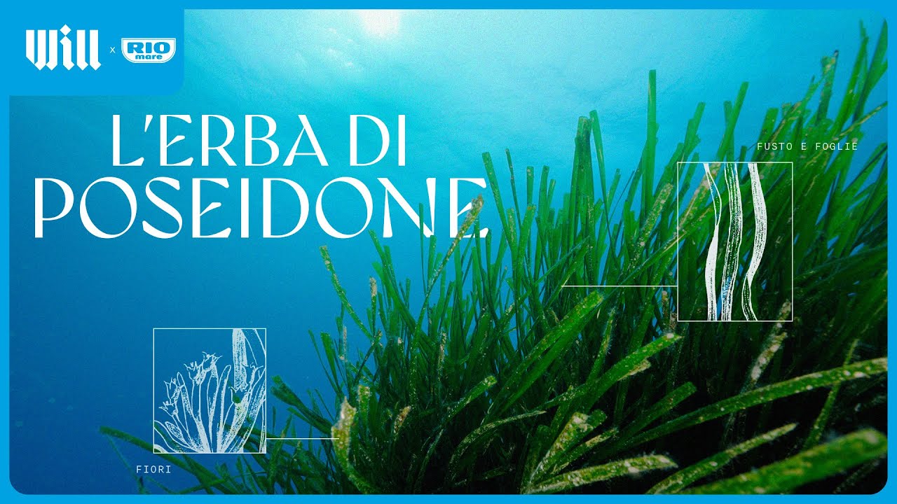 La POSIDONIA è il POLMONE del Mediterraneo ed è in pericolo | L'erba di Poseidone