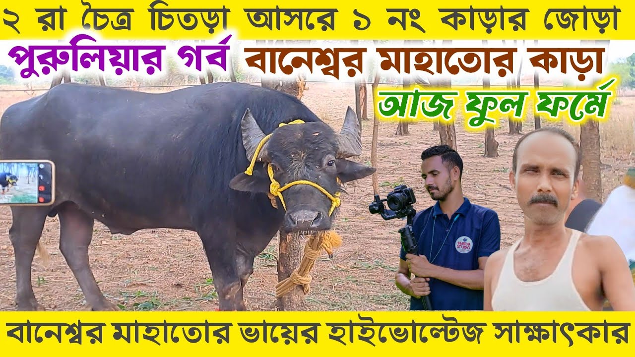 চিতড়া আসর কাঁপাতে পৌঁছে গেল - পুরুলিয়া গর্ব বানেশ্বর মাহাতোর কাড়া ফুল ফর্মে আছে দেখুন সাক্ষাৎকার