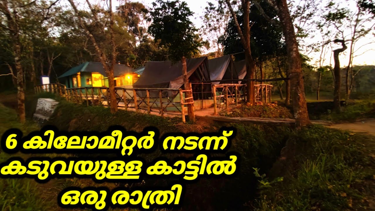കടുവ മുന്നിൽ പെട്ടപ്പോൾ പെരിയാർ കടുവ സങ്കേതത്തിൽ|  Tiger Trail |  Periyar Tiger Reserve