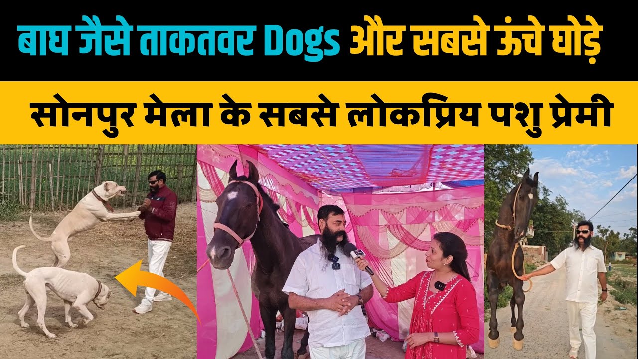 सोनपुर मेले में आये सबसे ऊंचे घोड़े और विदेशी नस्ल के Dogs। Sonpur Mela 2025। Sonepur Mela