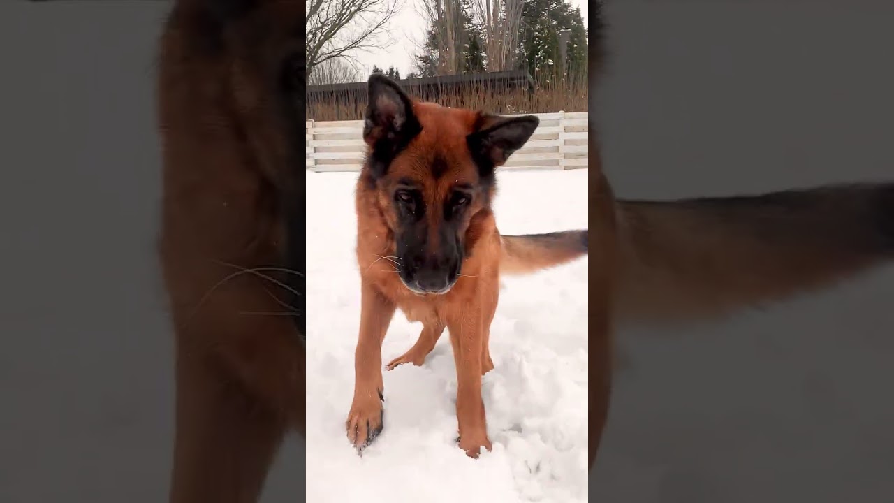 German shepherd loves the snow!🐕❄️