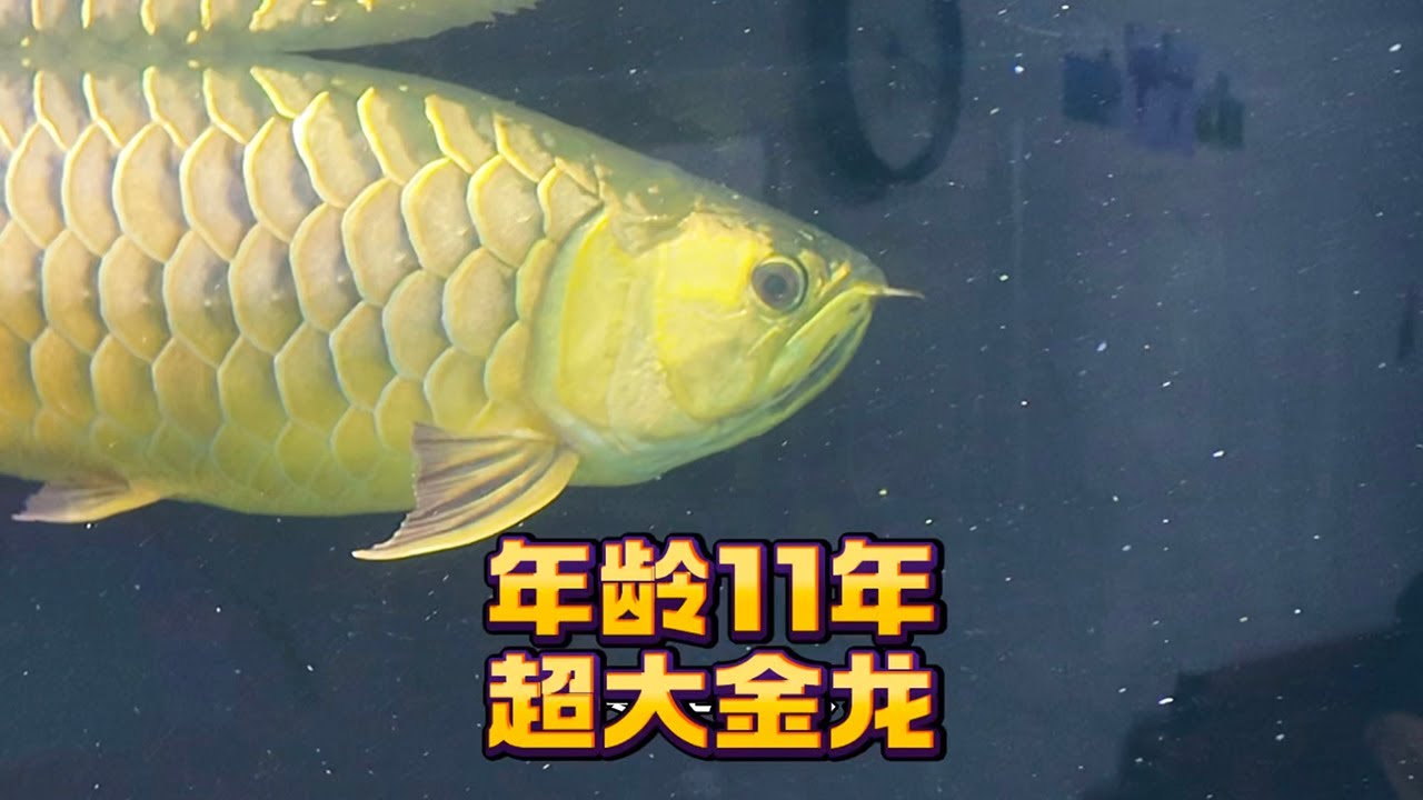帮一条饲养了11年的超大大金龙做美容手术，上期东莞送中国红大湖红龙，顺便再过去深圳帮粉丝老乡的超大金龙做美容手术！
