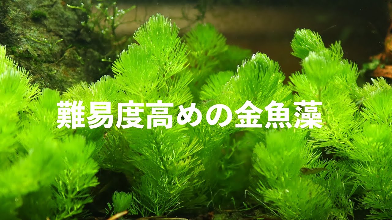 実は難しい金魚藻 カボンバの育て方など 【アクアリウム】