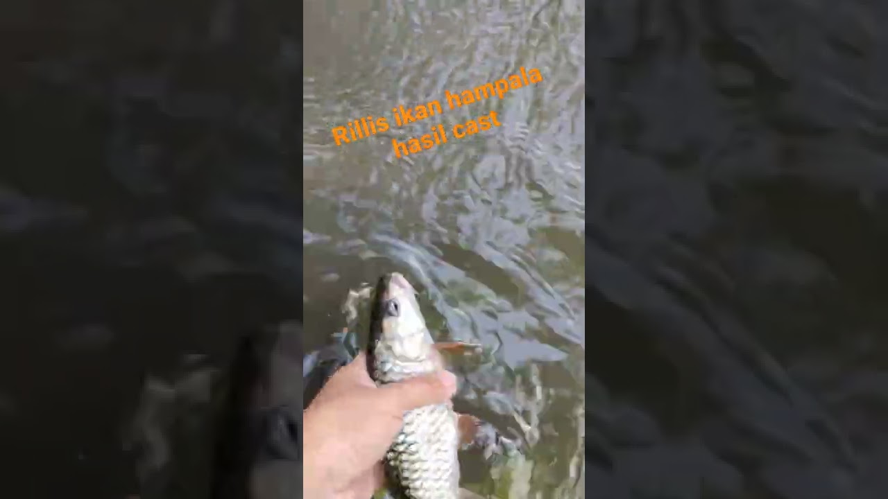 RILLIS IKAN HAMPALA 