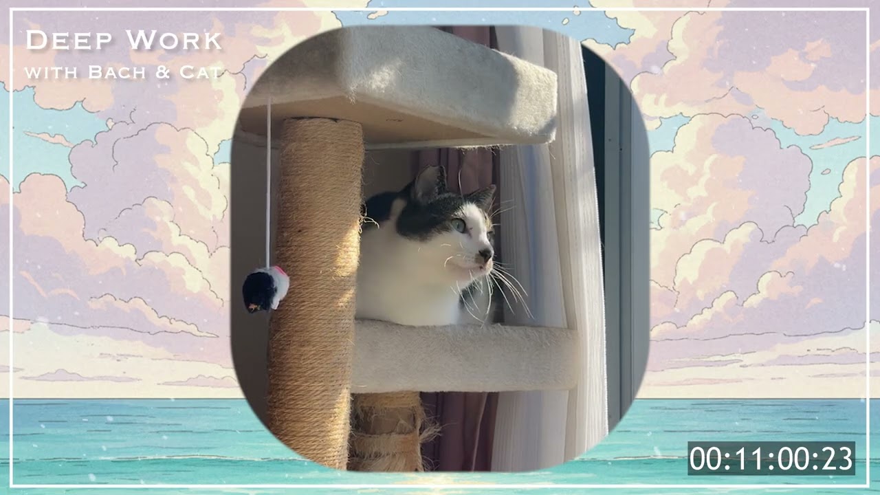 【作業用BGM 】Deep Work with Bach & Cat｜1時間 集中・勉強・読書用  バッハ クラ