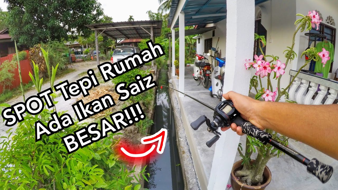 Mancing Tepi Rumah ada IKAN BESAR!!!