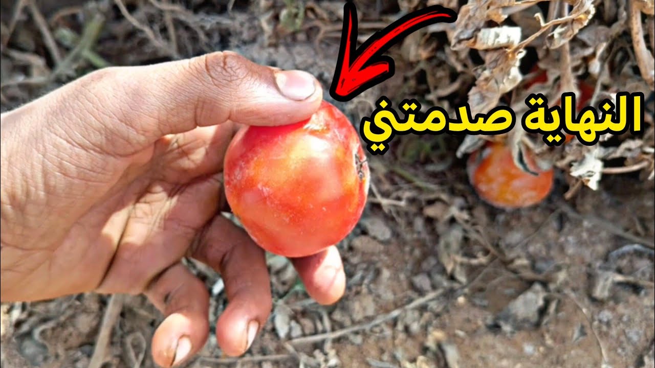 فلوق في مزرعه الطماطم 🍅 النهايه صدمتني
