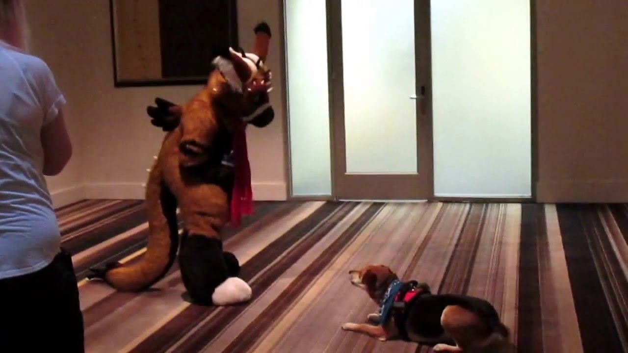 Telephone Playing Around With A Dog FWA 2016