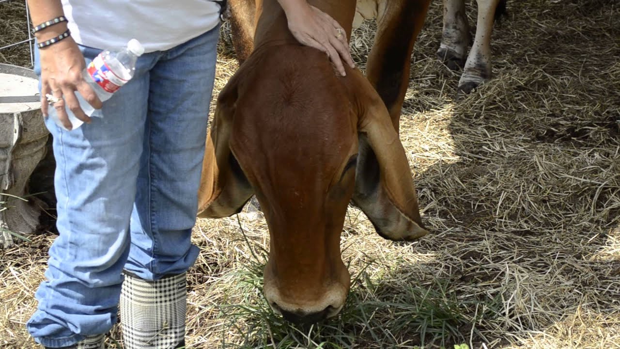 Rowdy Girl Sanctuary - Cinnamon