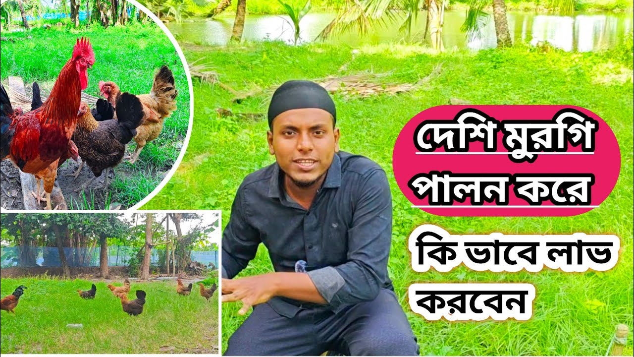 দেশি মুরগি পালন করে মাসে ভালো টাকা ইনকাম করা সম্ভব।। এইভাবে পালন করে দেখুন...