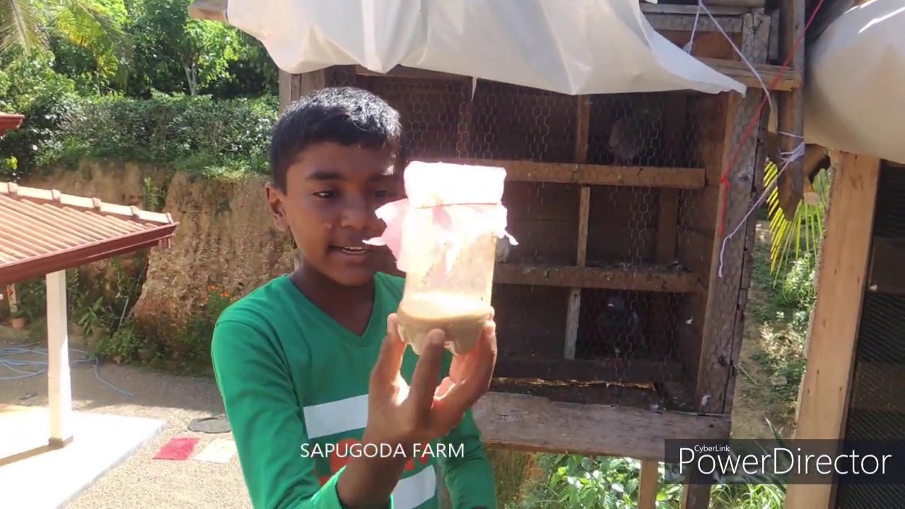 පරවි පැටව්න්ට ආහාර දිම