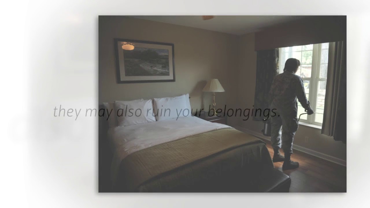 Pest Control Company Mira Mesa, CA - When You Should Call An Exterminator For Bed Bugs