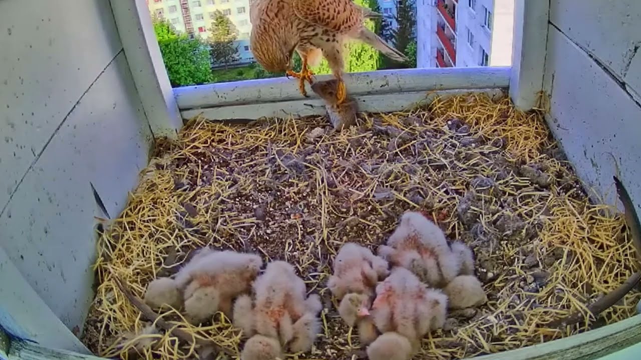 #kestrel SE02#29 | Review parent bird and babies bird in their nest | Review bird in nest cam