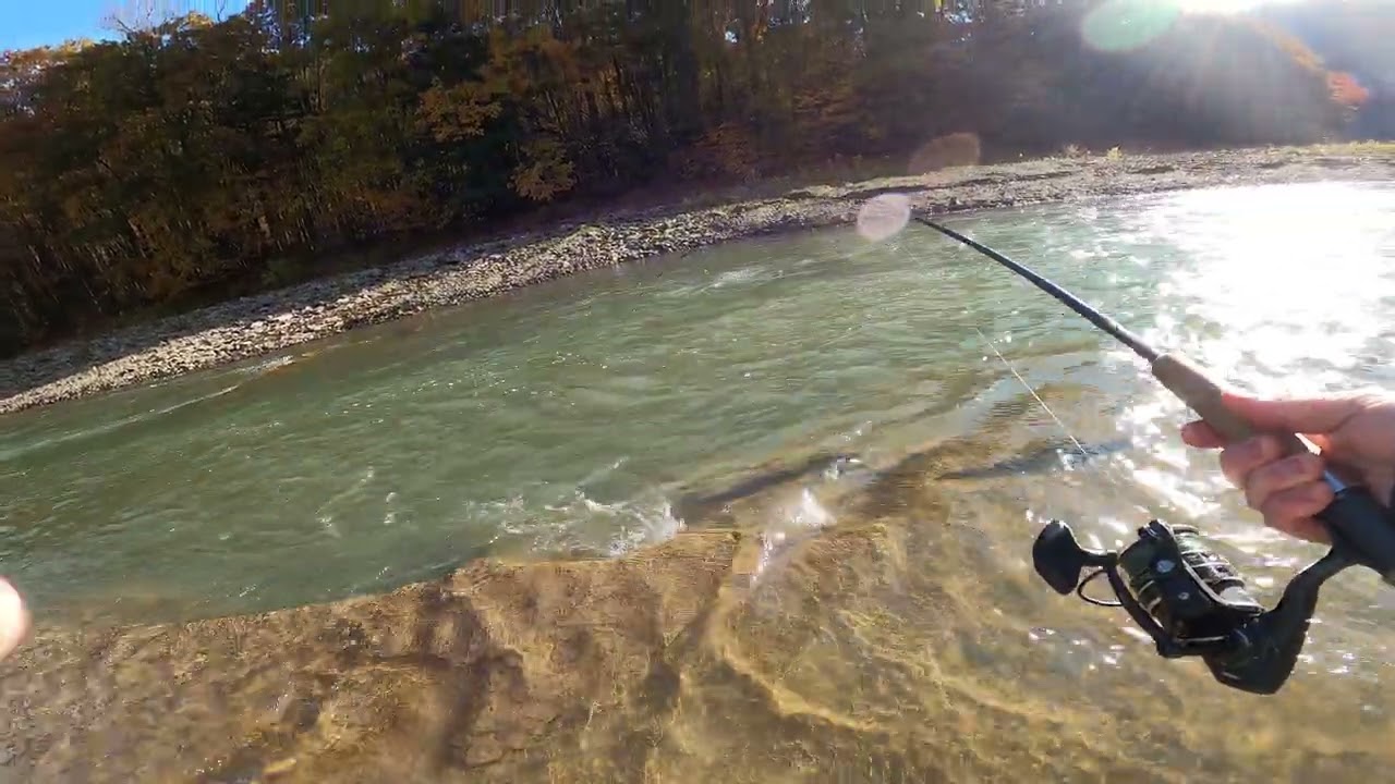 STEELHEAD ZOAR VALLEY ERIE TRIBUTARY EARLY OCTOBER  2024