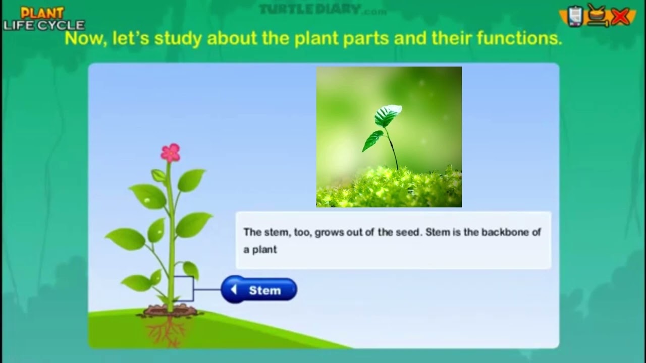 What does a STEM do? - Plant Science *Science in Seconds* TurtleDiary.com