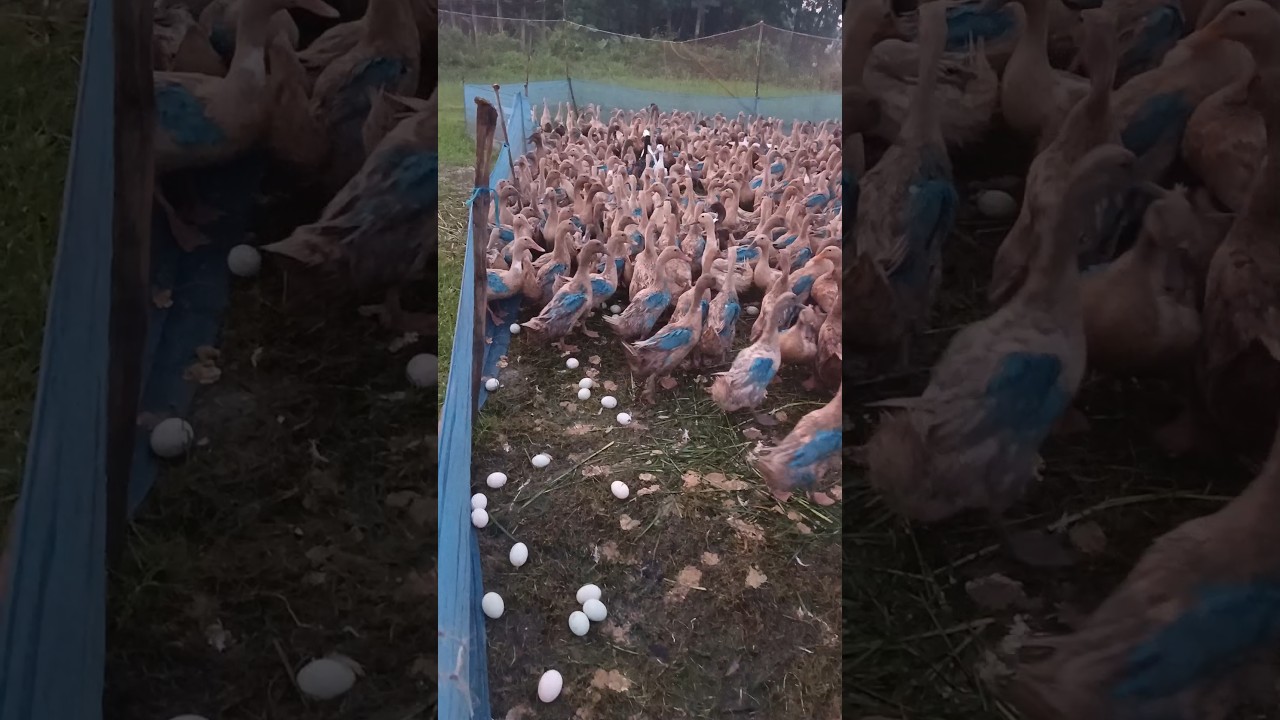My ducks have started laying eggs #duck #egg #shorts