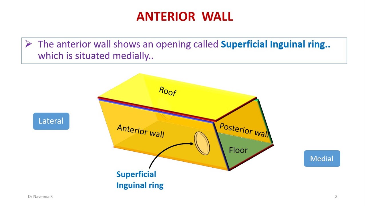 Inguinal Canal Boundaries
