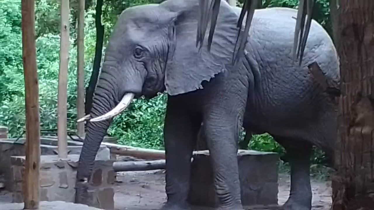 Elephant, dangereous chasing people at home.