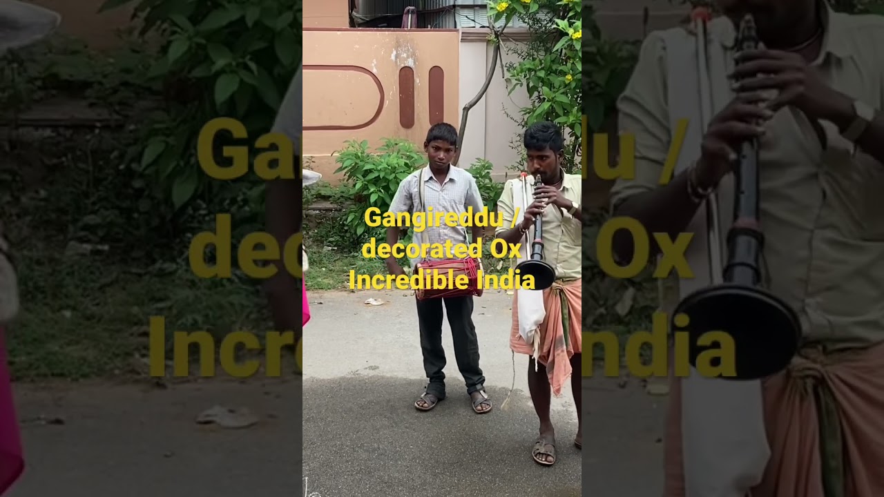 Gangireddu/decorated Ox 
